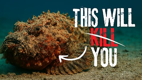 Scientists Call It the Most Painful Sting in Nature