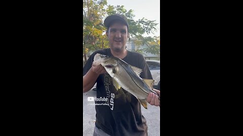 Neighborhood Snook