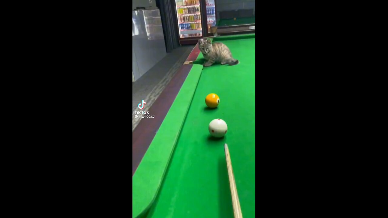 The professional pool player