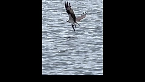Osprey catches fish while second osprey distracts watchers!🦅