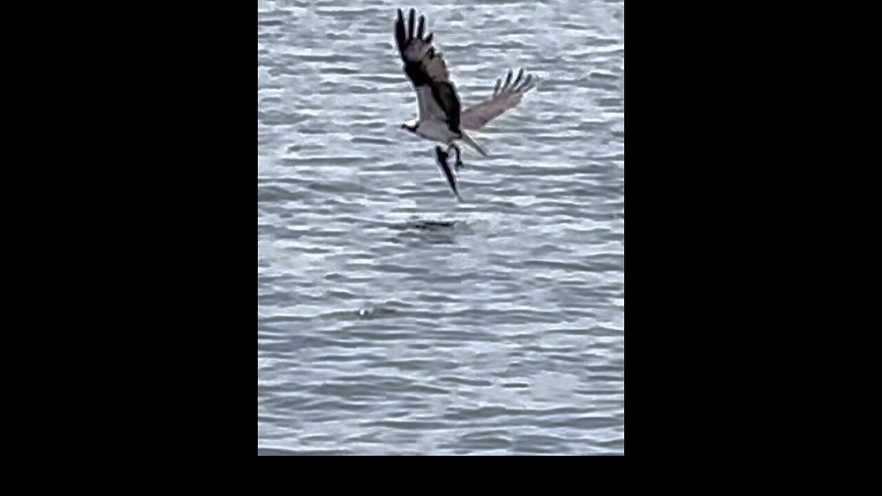 Osprey catches fish while second osprey distracts watchers!🦅