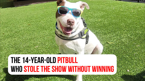 The 14-year-old pitbull who stole the show without winning