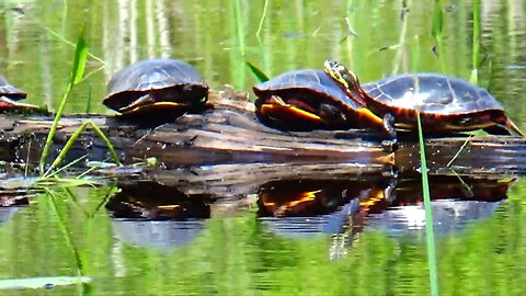 Painted Turtles