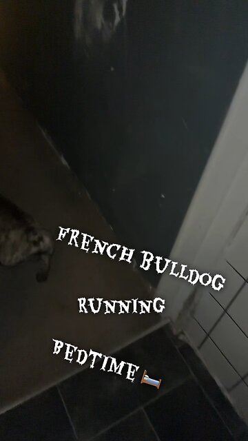 French bulldog