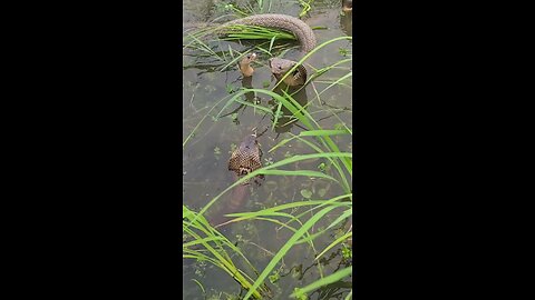 snake in the river