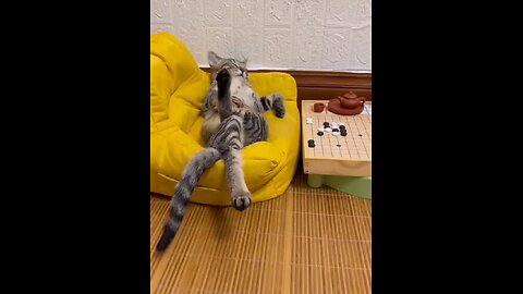 relax cat