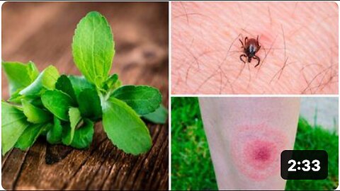 Study Reveals Plant More Effective Against Lyme Disease Than Antibiotics