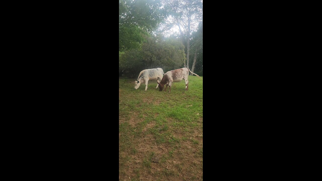 Shorthorn Plus heifers 2025.