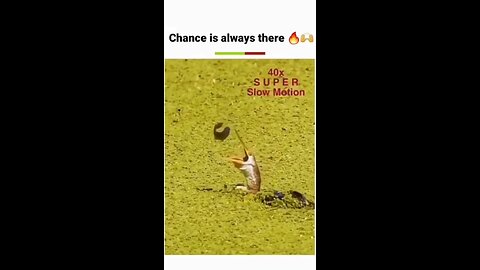 Chance is Always There ❤️