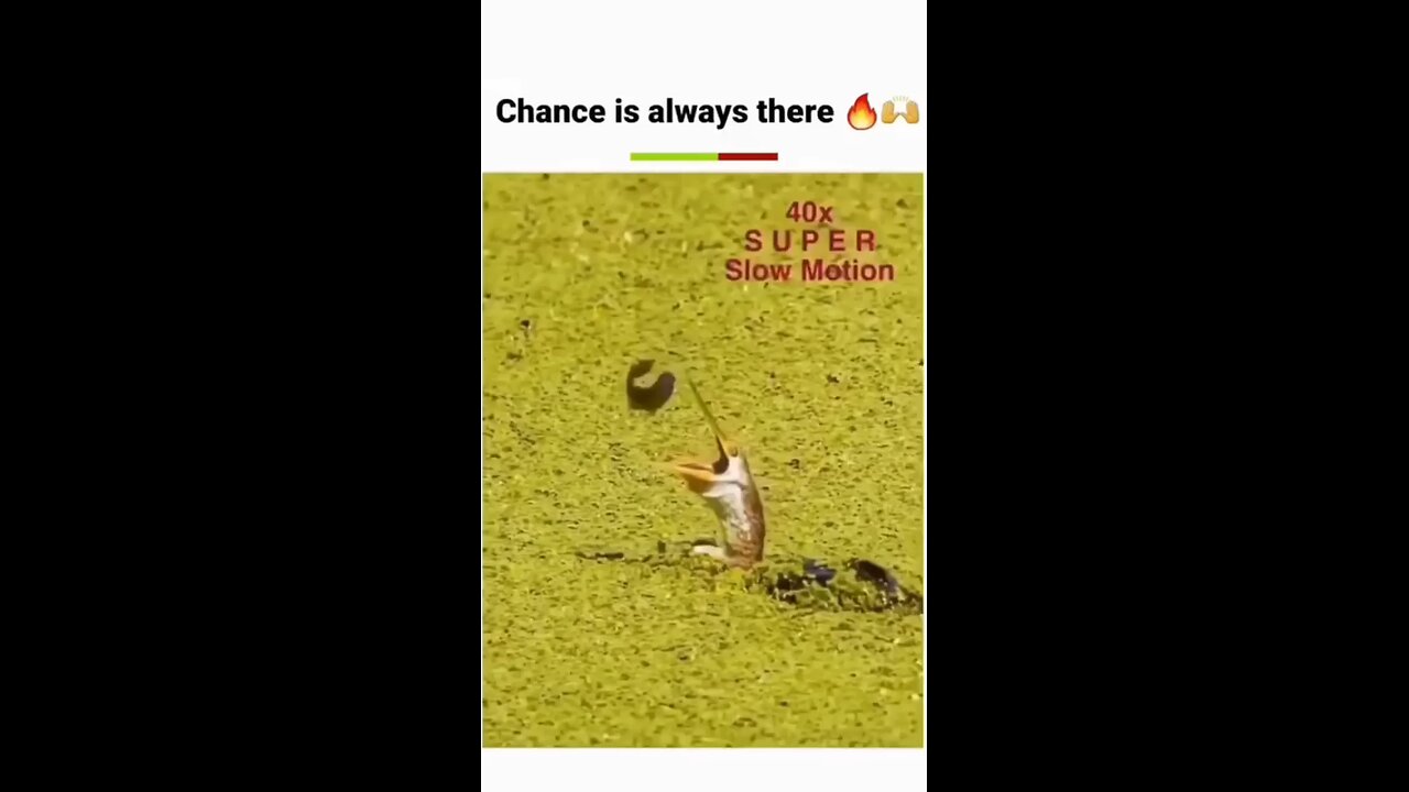 Chance is Always There ❤️