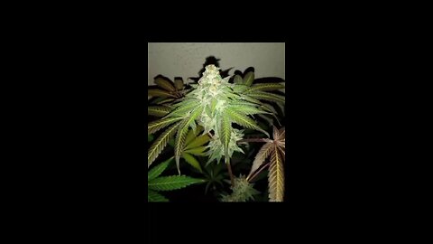 Eye Candy Canna grow