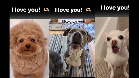 Dogs say I love you. Incredible!