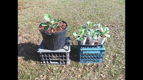 August Cabbage Plants Southern Mississippi 8/28/25