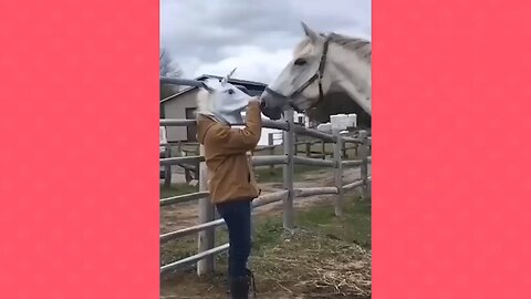 funny animal part 2