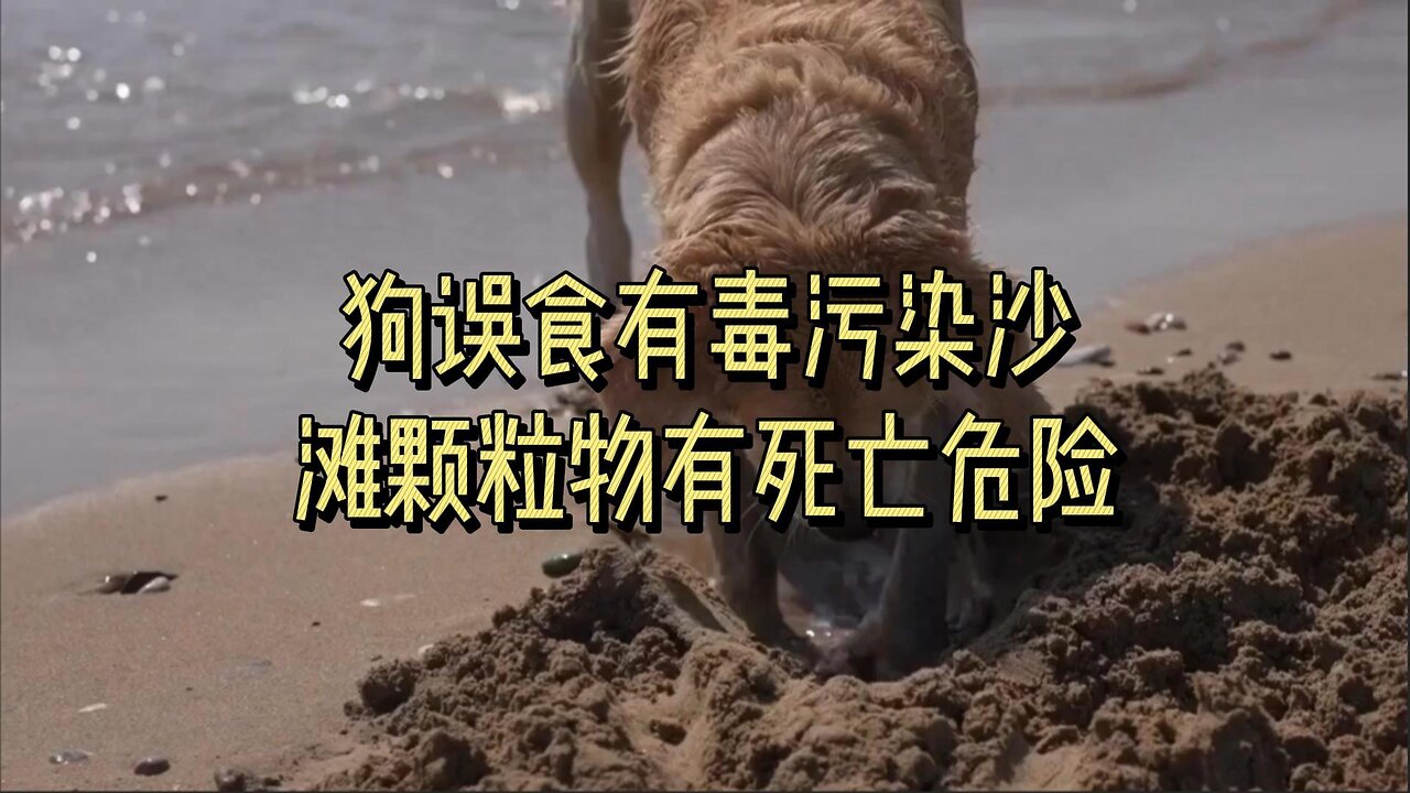 狗误食有毒污染沙滩颗粒物有死亡危险
