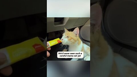 The guy was just sitting in the car when a cat jumped in and brought all his kittens