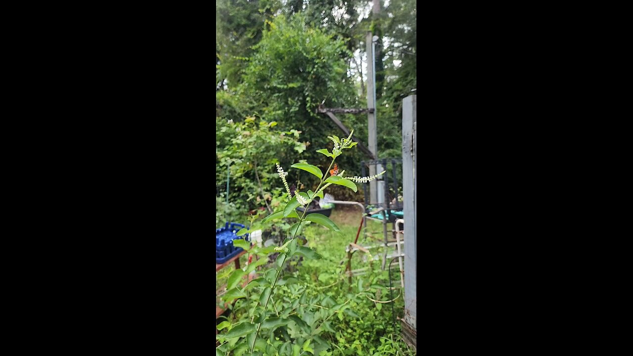 Butt hair flying slow motion