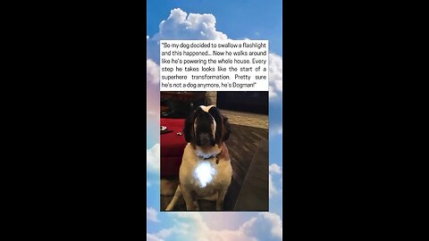 Dog Swallows Flashlight