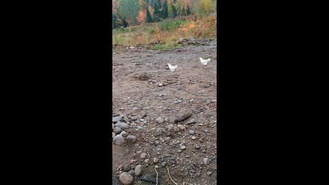 All getting along on the homestead