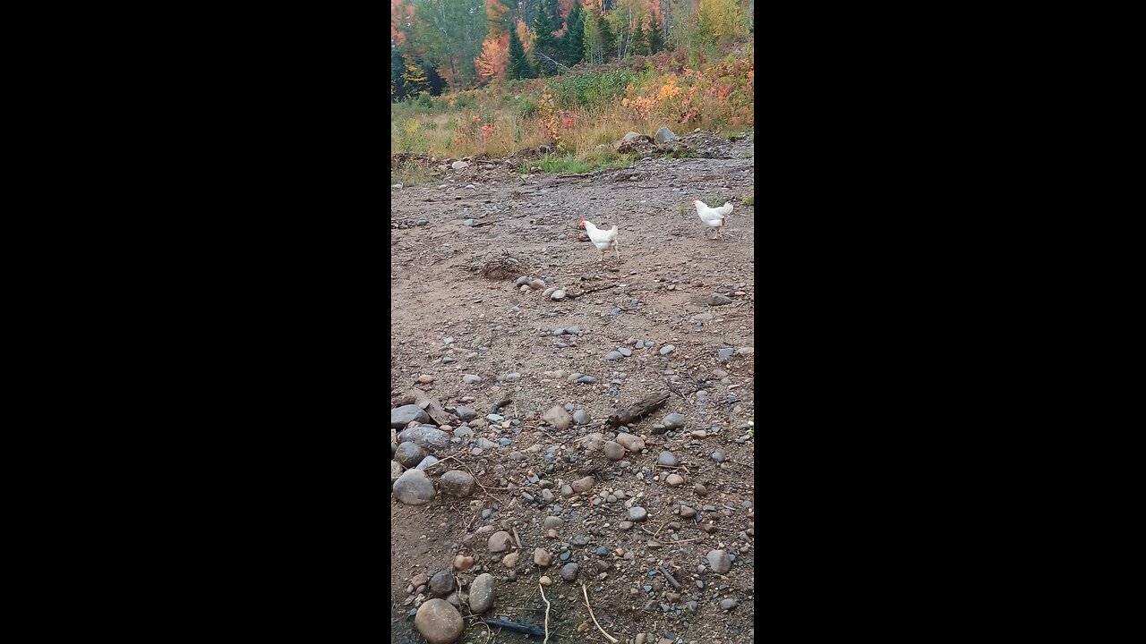 All getting along on the homestead
