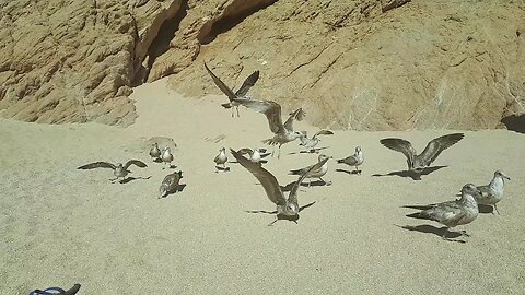 CABO SAN LUCAS MEXICO BIRDS HAVING FUN