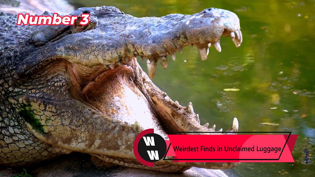 Top 5 Weird News Stories This Week | Weird Weekly Ep. 2
