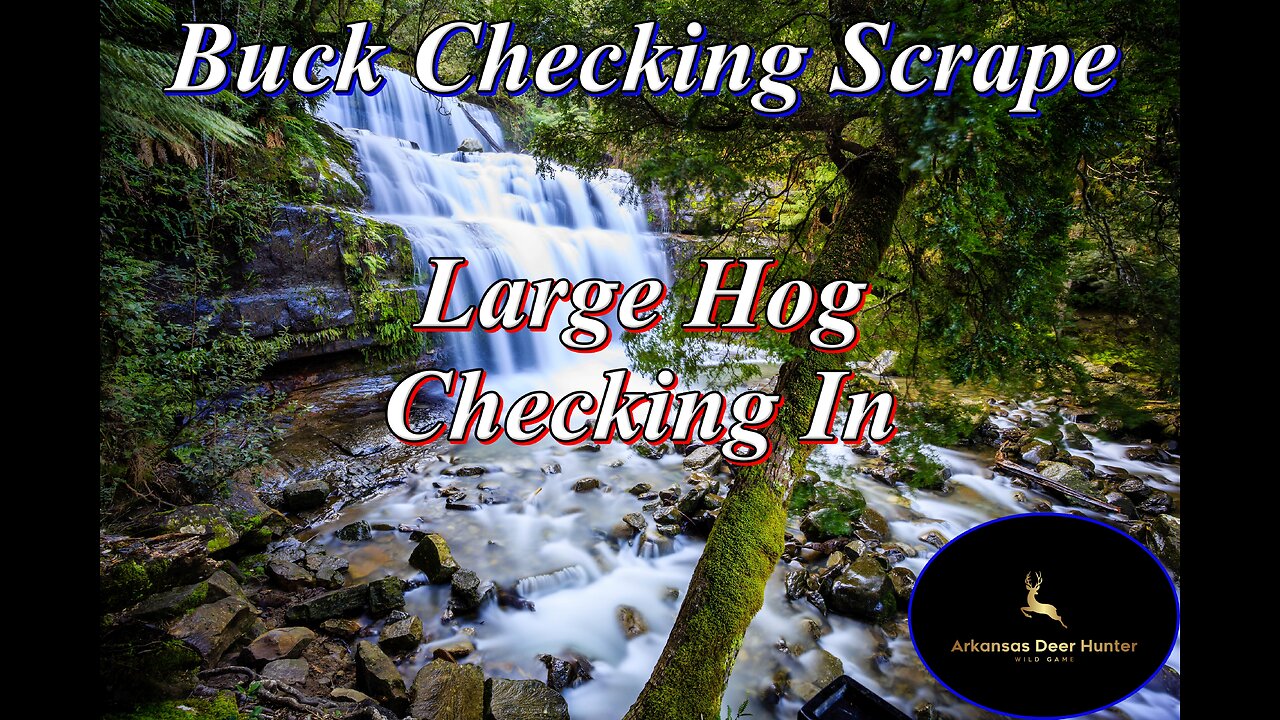 Buck Checking Scrape, Large Hog Passes Through.