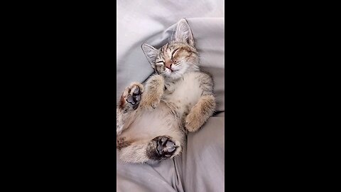 "Adorable Kitten Sleeping Like a Baby 💤 | Cutest Cat Nap Ever!"
