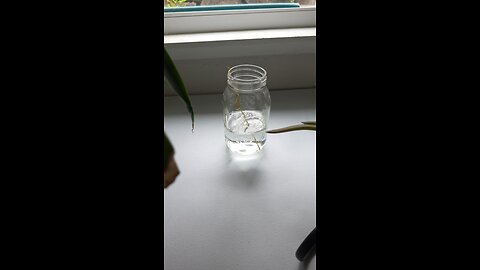growing rescued plants