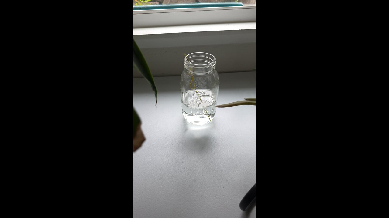 growing rescued plants