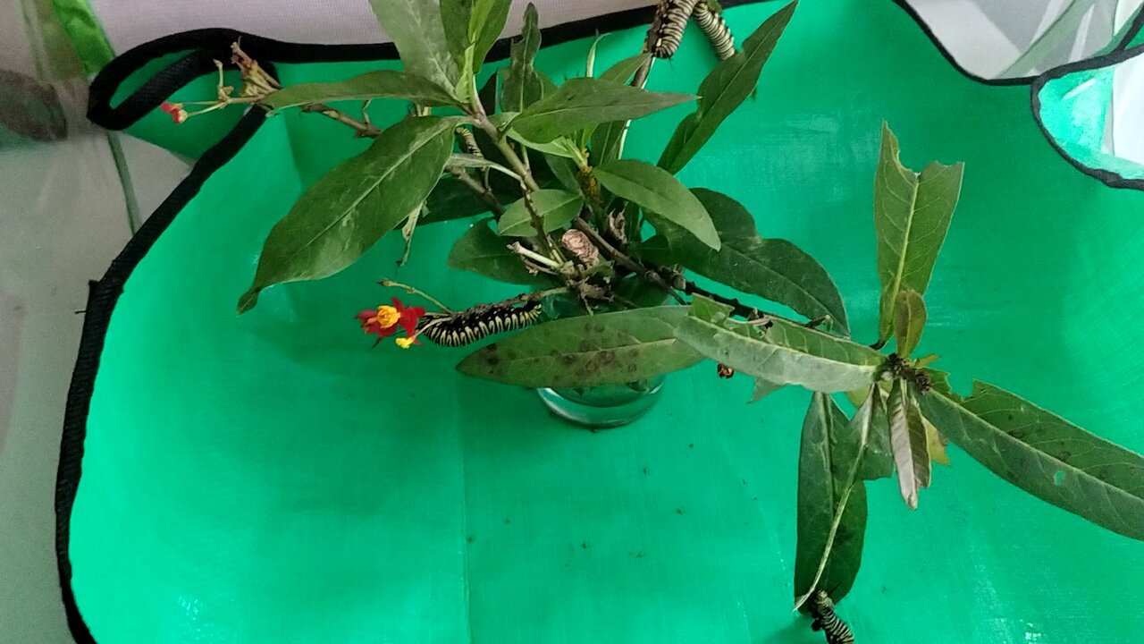 rescuing monarch I love do it over 6 years