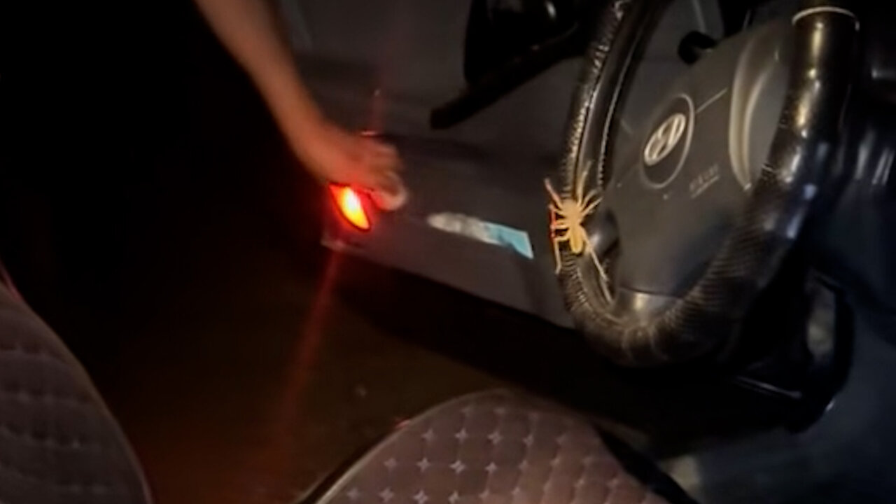 Camel Spider Causes Scare in Car