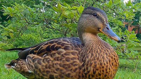 Two Dominant Mallard Duck Hens Take Over the Feeding Area