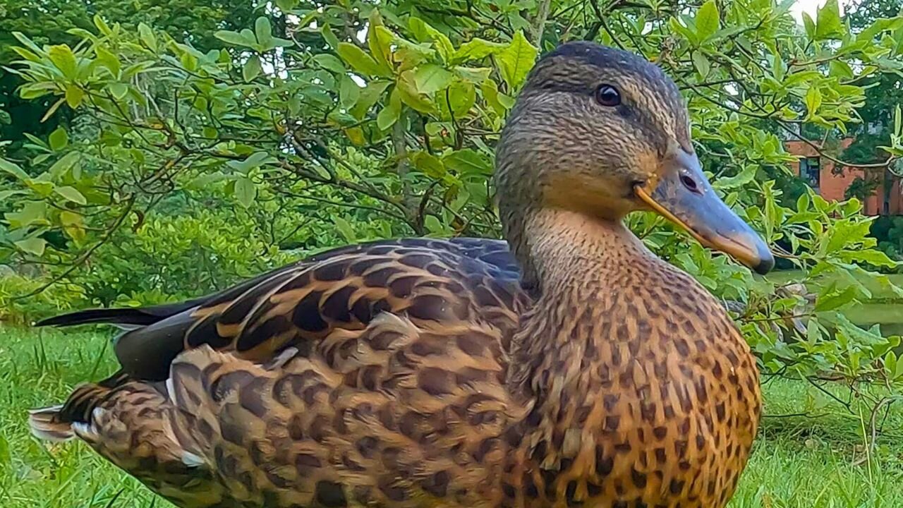 Two Dominant Mallard Duck Hens Take Over the Feeding Area
