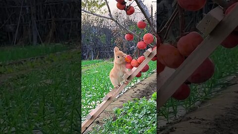 Little greedy rabbit eating persimmon Cute pet debut plan Rabbit Rural cute pet