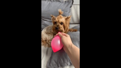 That Time the Cat Met a Balloon
