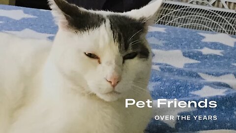 Snowflake the Cat slideshow