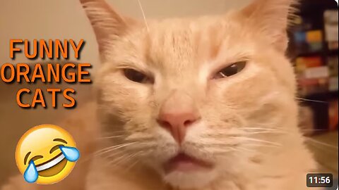 UNEXPLAINABLE Behaviour of Orange Cats