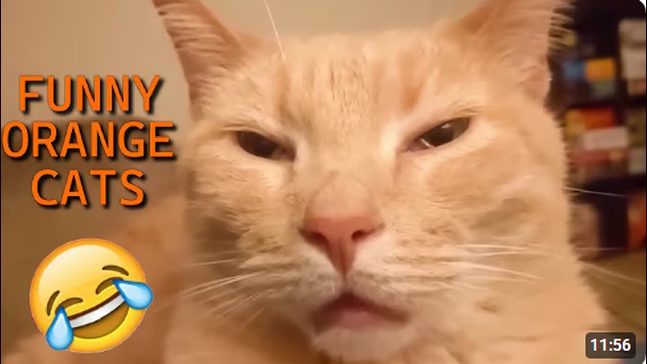 UNEXPLAINABLE Behaviour of Orange Cats