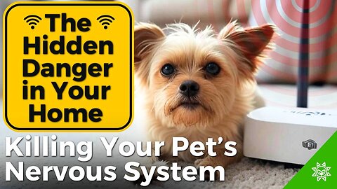 Why Your Dog Might Be Anxious and Sleepless: The Hidden 5G / EMF Threat!