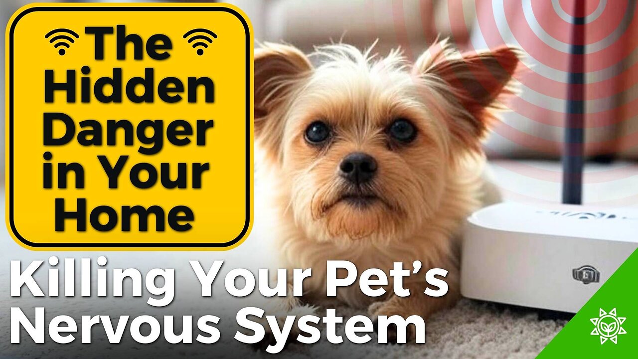 Why Your Dog Might Be Anxious and Sleepless: The Hidden 5G / EMF Threat!