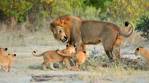 The BEST Lion Sighting I've Ever Had!