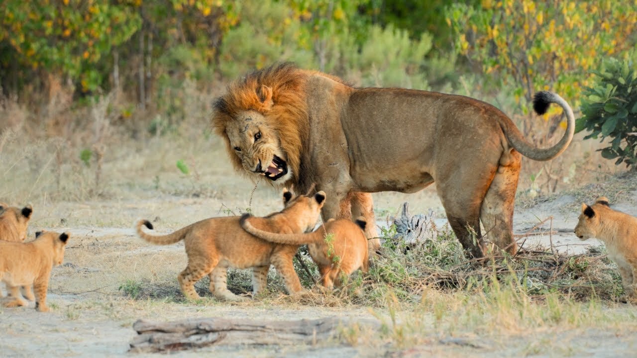 The BEST Lion Sighting I've Ever Had!