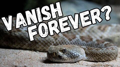 This Island Rattlesnake Could Vanish Forever