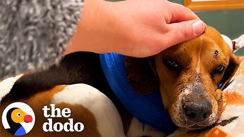 Woman Finds The Saddest Beagle On The Side Of The Road | The Dodo