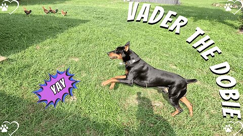 Doberman Detects the (sort of) Hidden Tennis Ball | Sunlight & Side Quests 🌳🎾