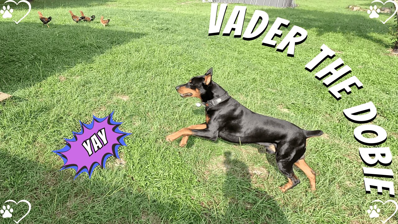 Doberman Detects the (sort of) Hidden Tennis Ball | Sunlight & Side Quests 🌳🎾