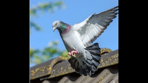 With a single stroke of stone, pigeons were freed from captivity