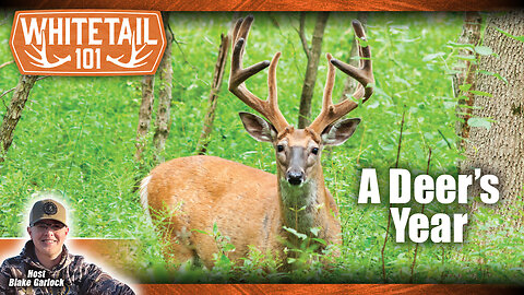 The Ultimate Guide to Understanding a Deer’s Lifespan and Cycle