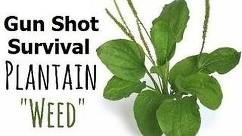 Gun Shot Survival - Plantain Wild Plant is Nature's Herb...